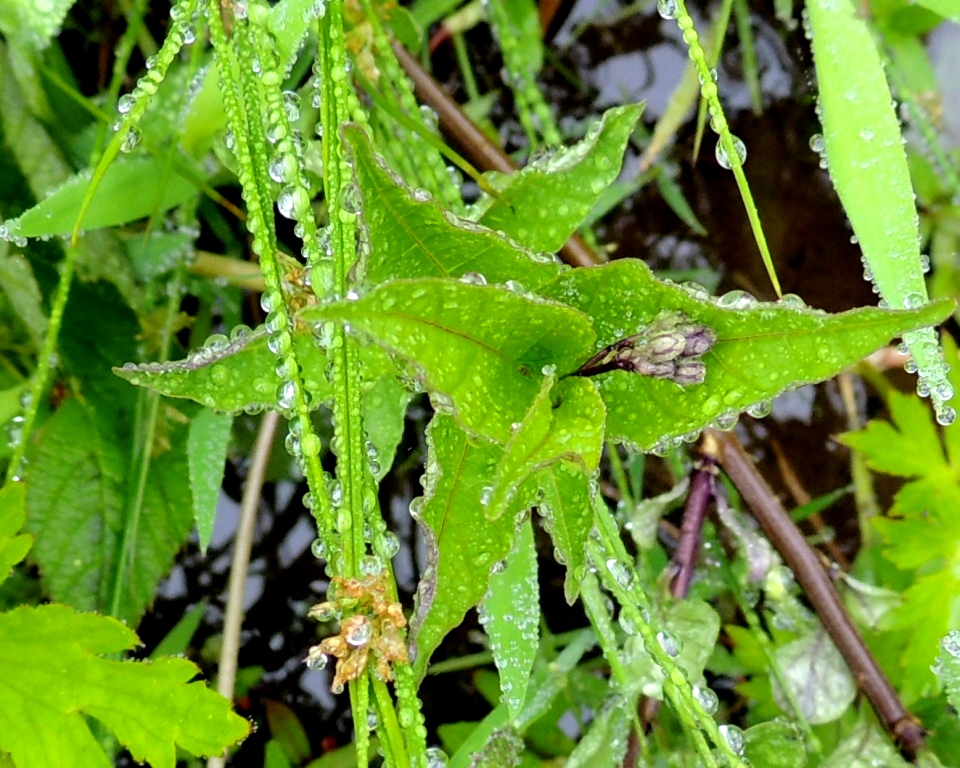 Image of Solanum kitagawae specimen.