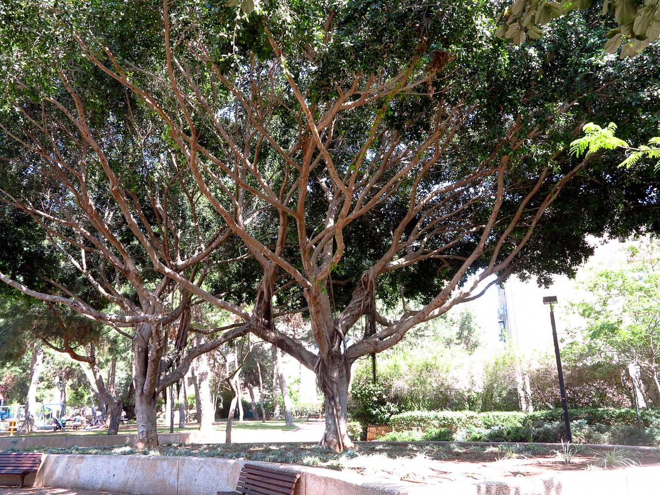 Image of Ficus microcarpa specimen.