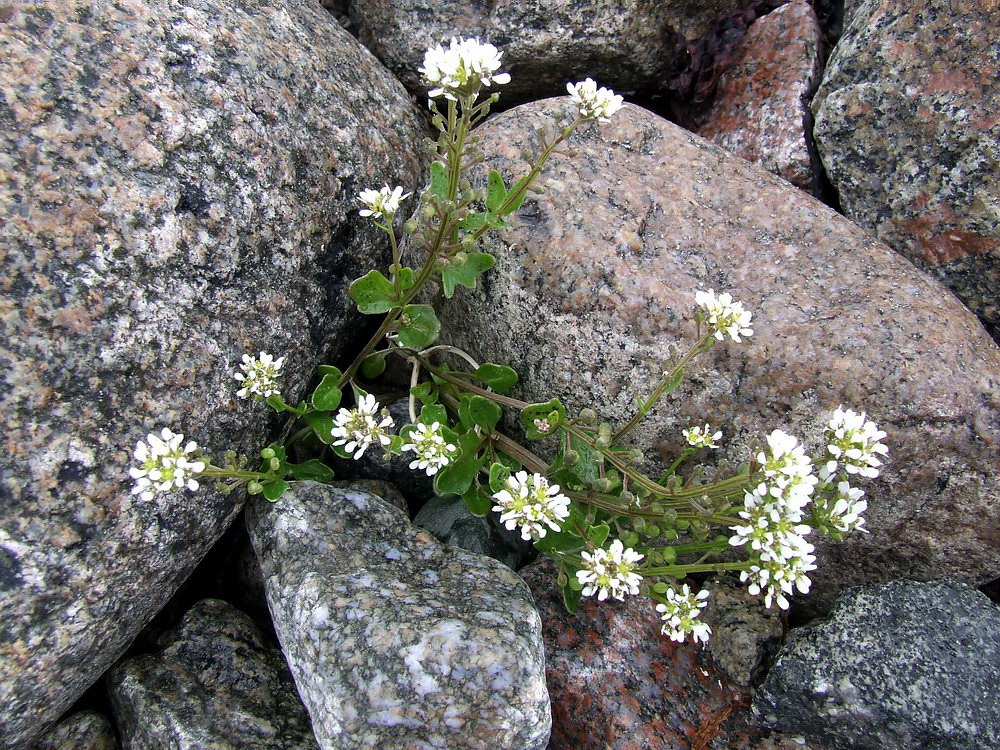 Image of Cochlearia arctica specimen.