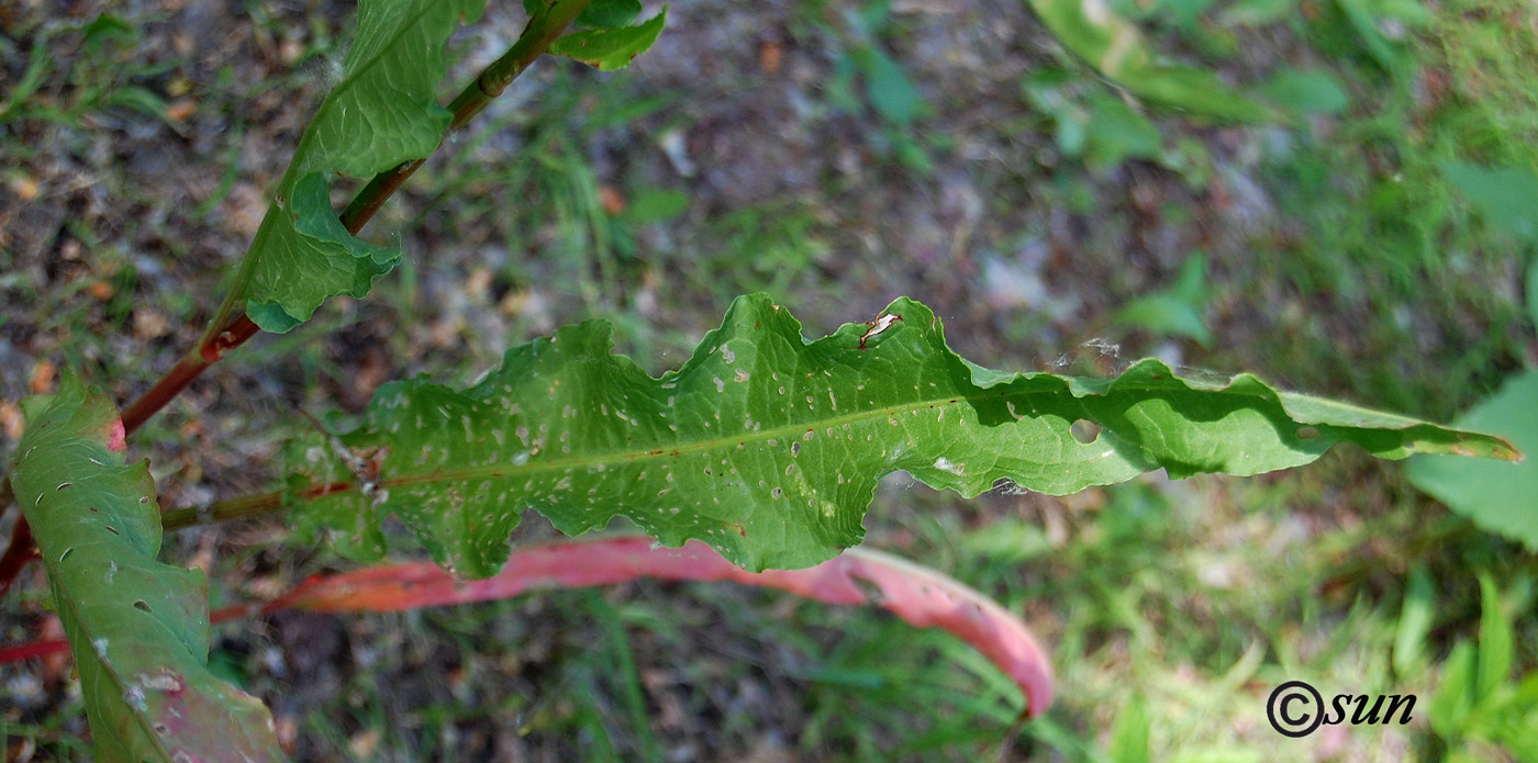 Изображение особи Rumex stenophyllus.