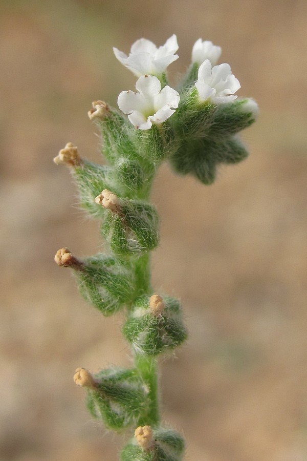 Image of Heliotropium ellipticum specimen.