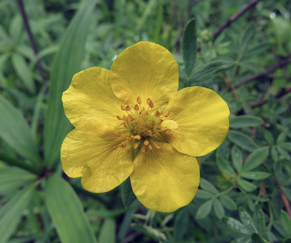 Image of Dasiphora fruticosa specimen.