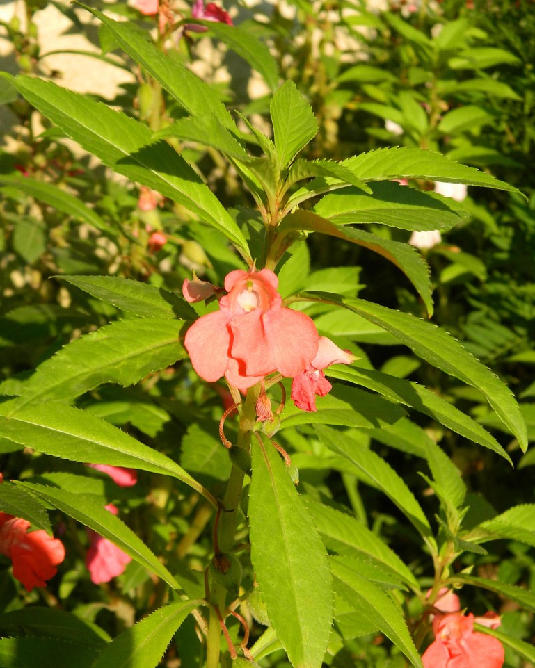 Image of Impatiens balsamina specimen.