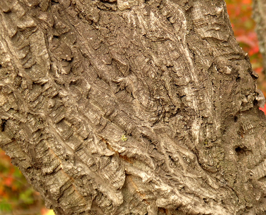 Image of Phellodendron amurense specimen.