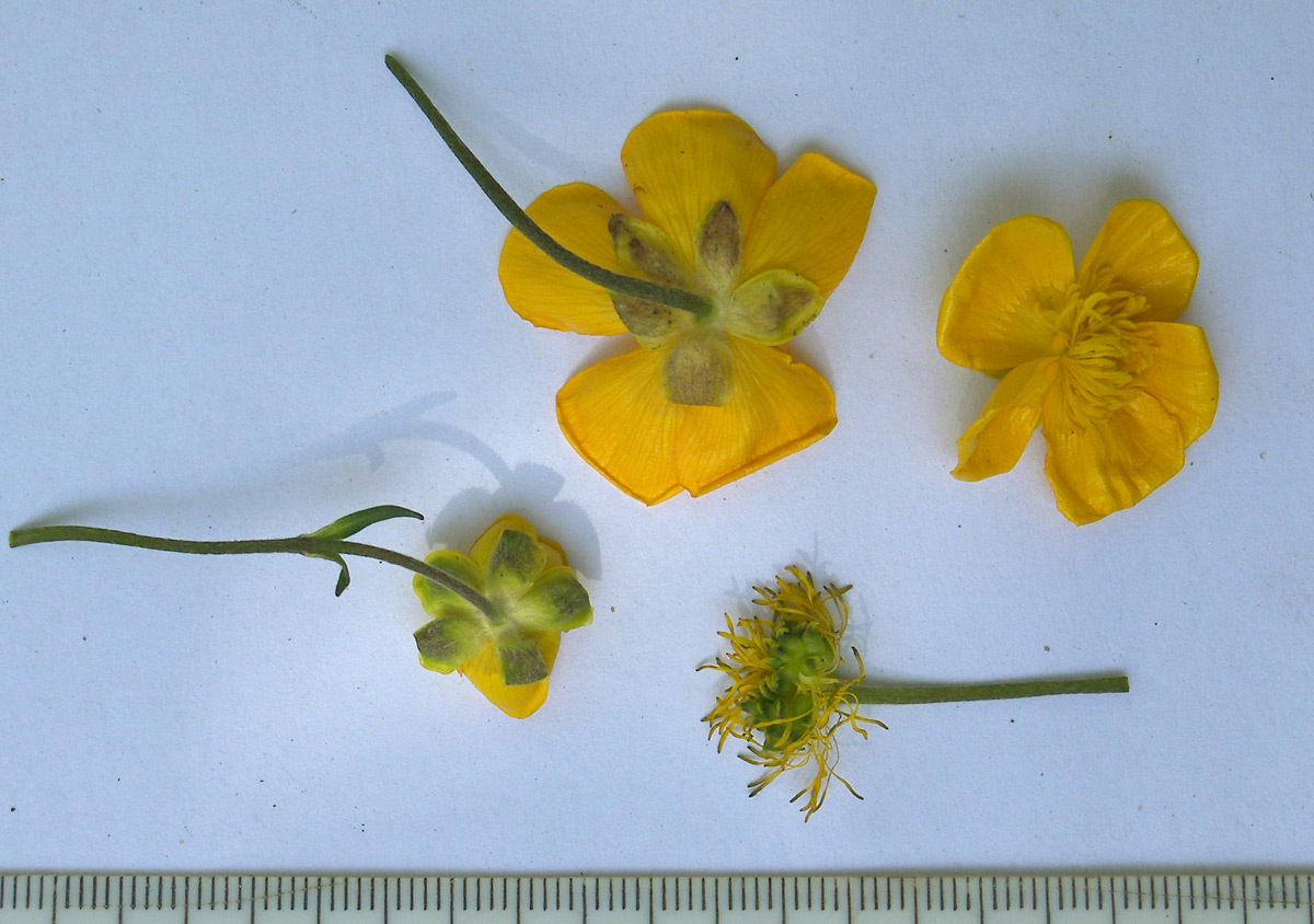 Image of Ranunculus caucasicus specimen.