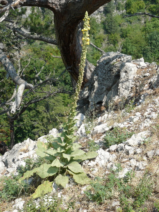 Image of Verbascum densiflorum specimen.