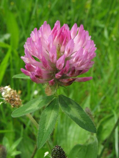 Изображение особи Trifolium pratense.