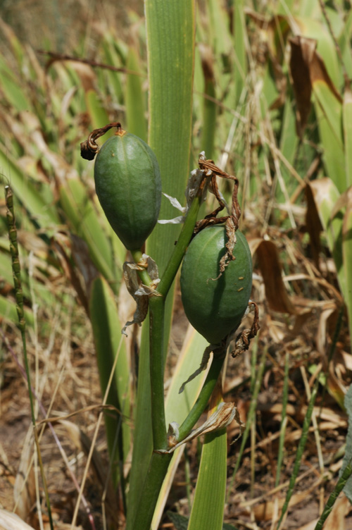 Image of Iris alberti specimen.