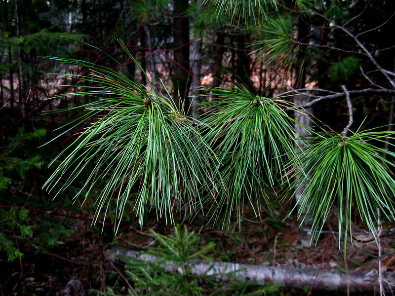 Изображение особи Pinus sibirica.