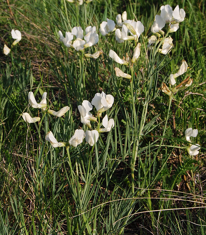 Изображение особи Lathyrus multijugus.