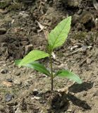 Fraxinus pennsylvanica. Ювенильное растение. Краснодарский край, Кущёвский р-н, станица Шкуринская, палисадник. 6 июня 2015 г.