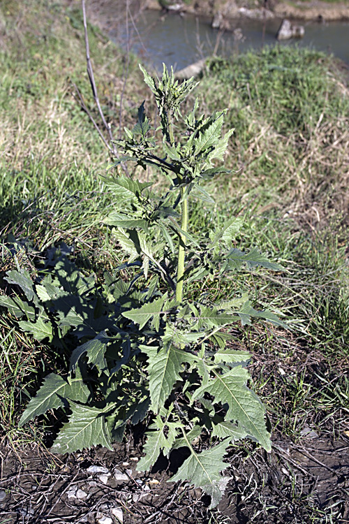 Изображение особи род Sisymbrium.