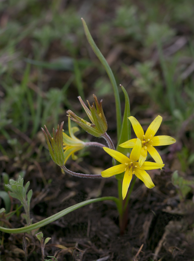 Image of genus Gagea specimen.