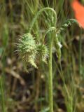 Papaver pavoninum