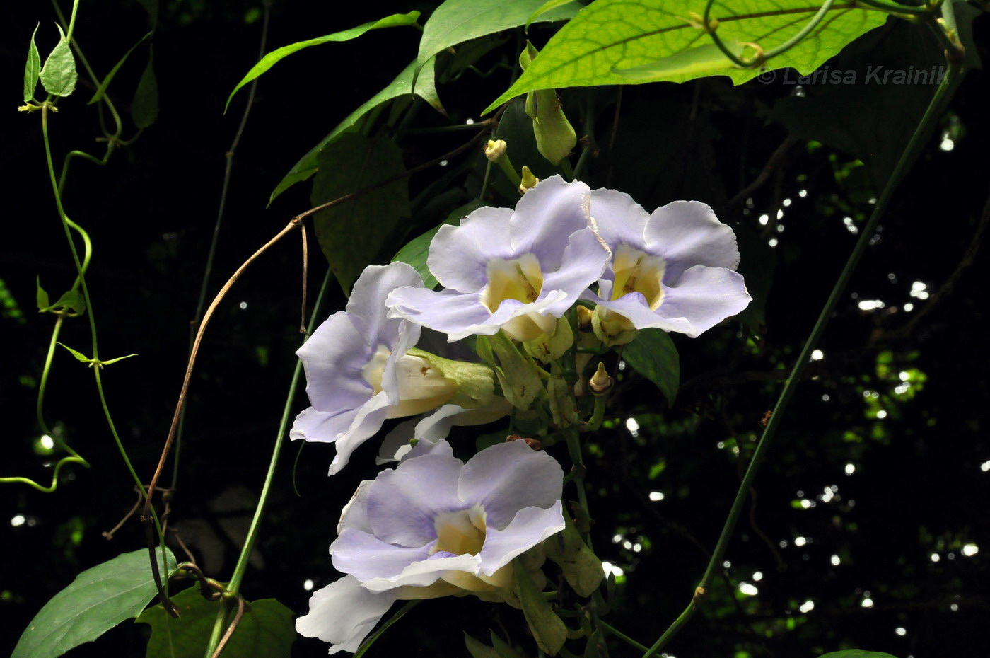 Image of Thunbergia laurifolia specimen.