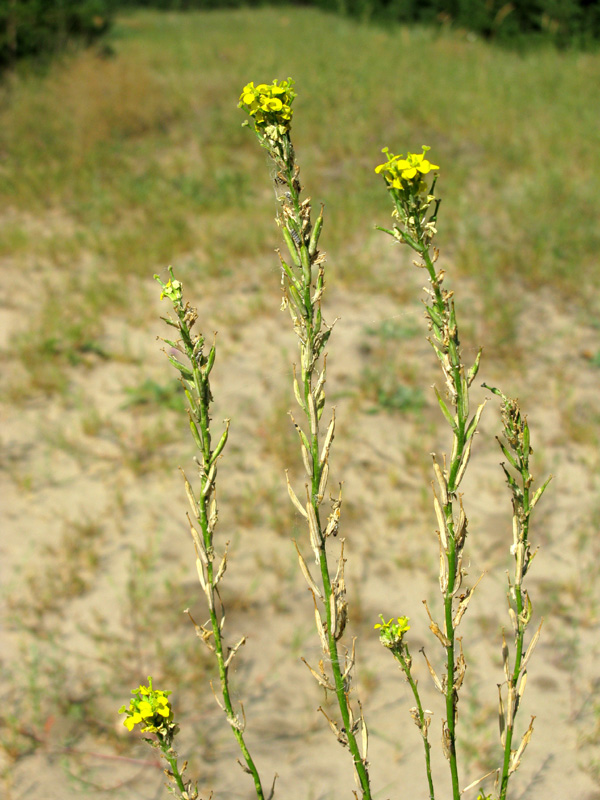 Image of Syrenia cana specimen.