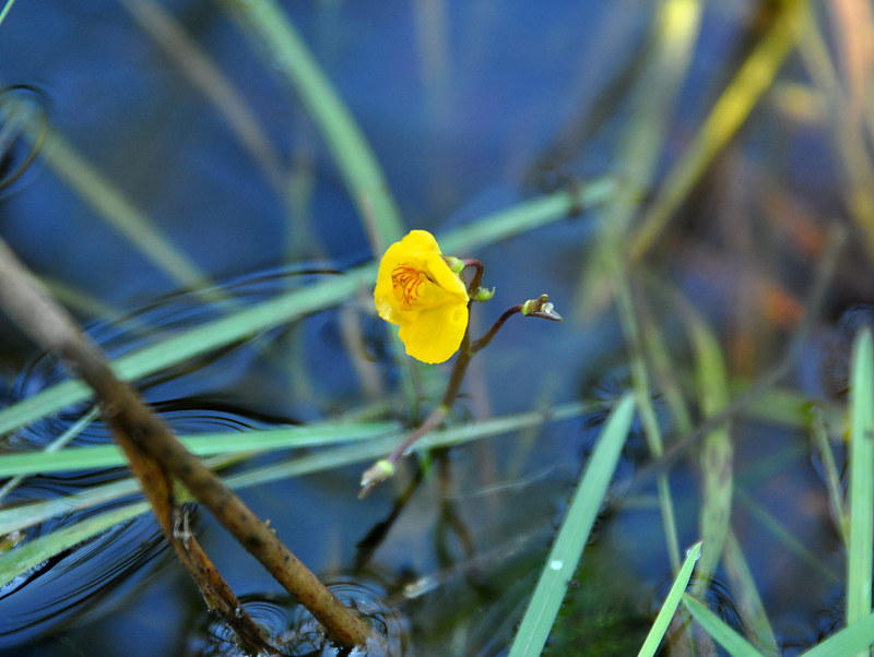 Image of Utricularia vulgaris specimen.