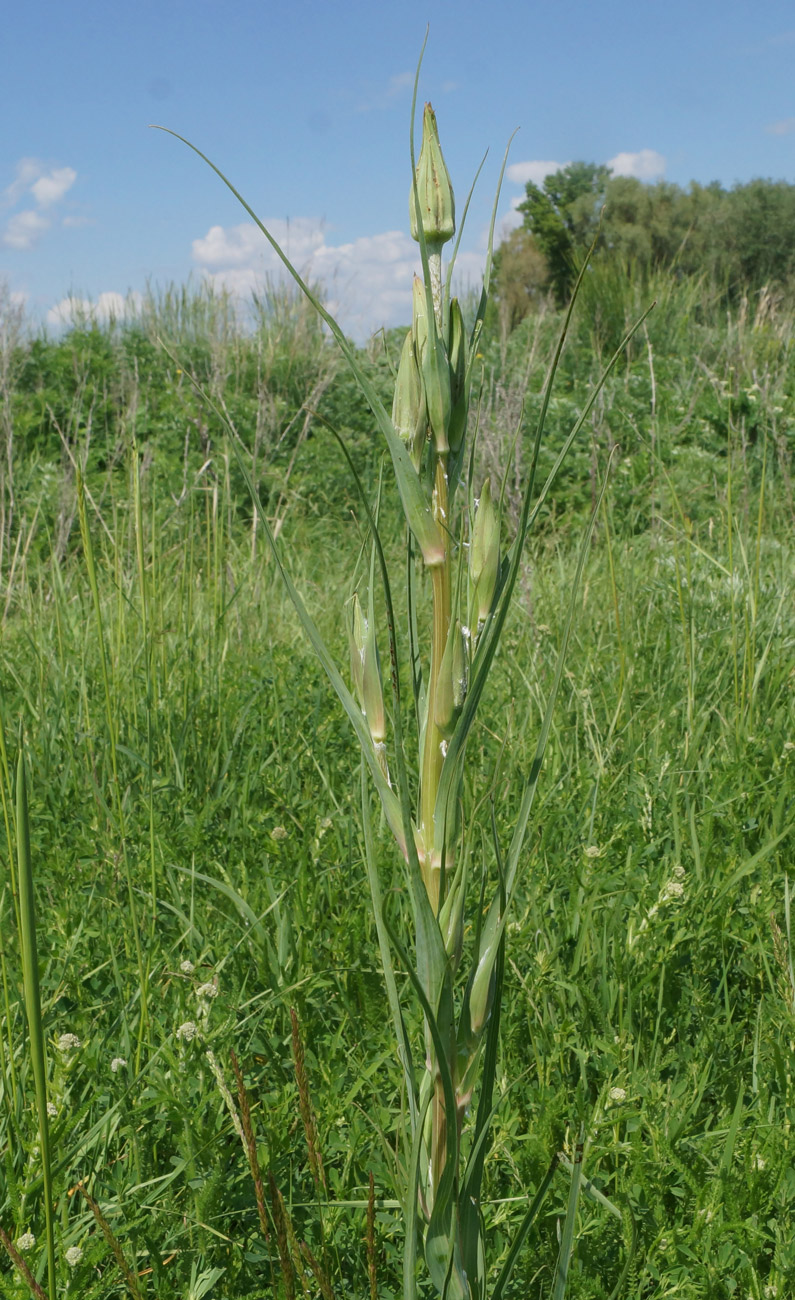 Image of Tragopogon orientalis specimen.