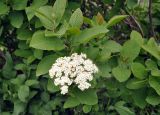 Viburnum lantana. Верхушка ветви с соцветием. Карачаево-Черкесия, окр. пос. Архыз, хребет Абишира-Ахуба, субальпийский луг у верхней границы леса (выс. около 1800 м н.у.м.). 15.06.2015.