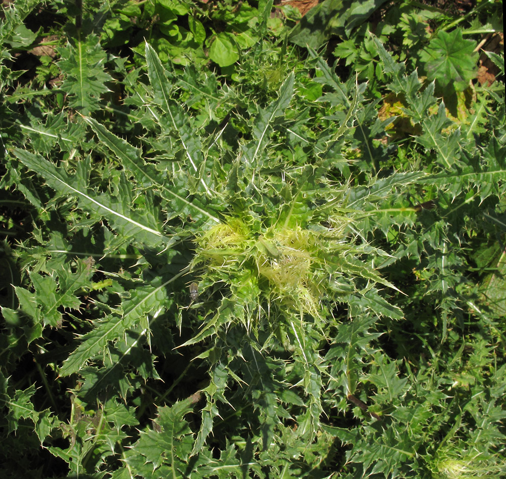 Image of Cirsium obvallatum specimen.