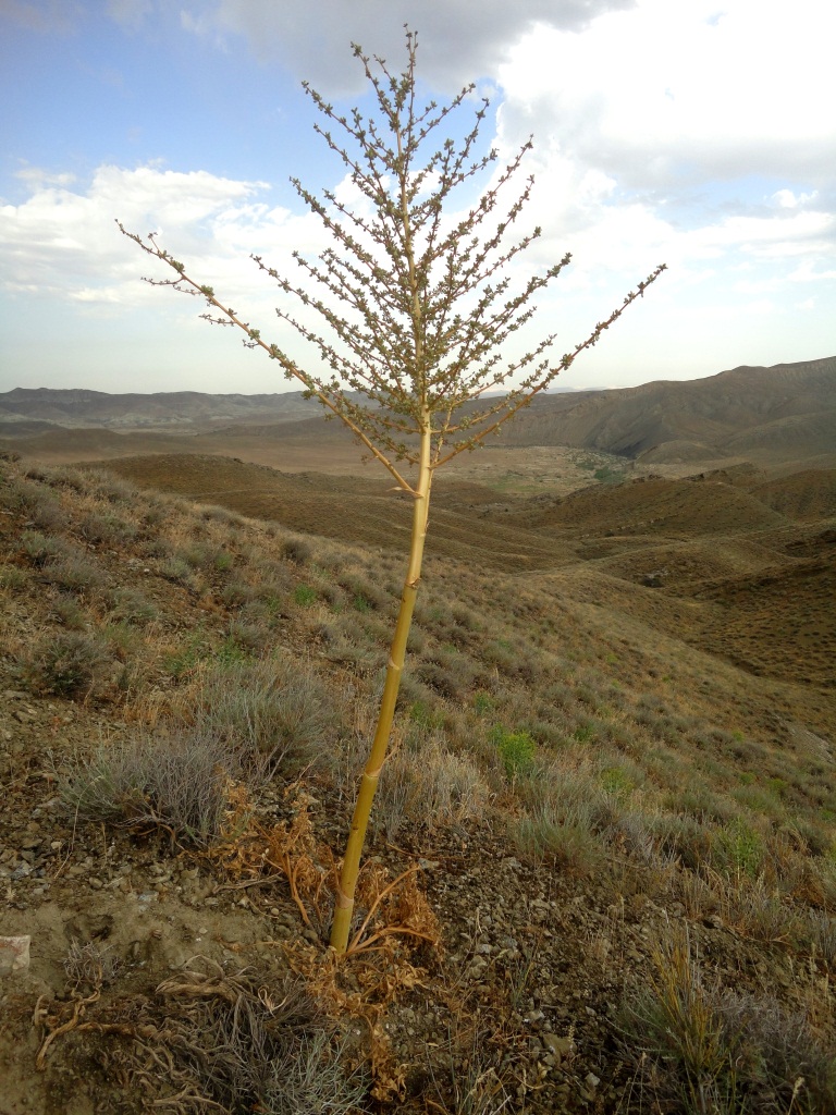 Image of Dorema hyrcanum specimen.