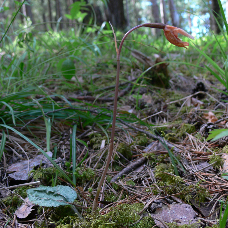 Изображение особи Calypso bulbosa.