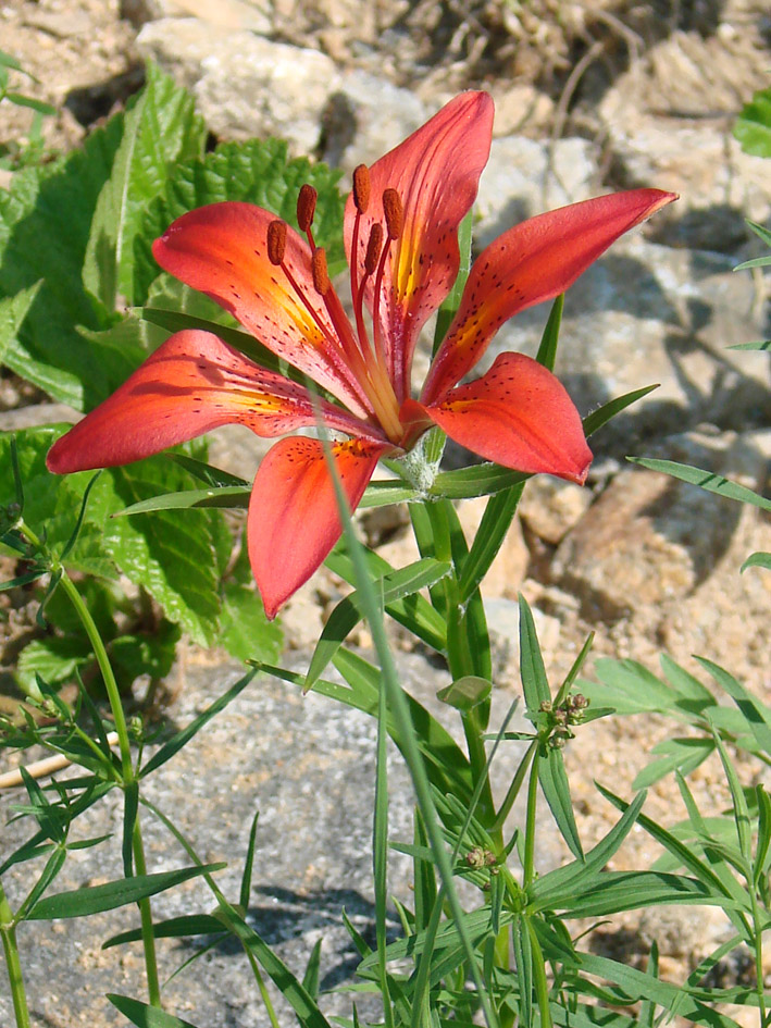 Image of Lilium pensylvanicum specimen.