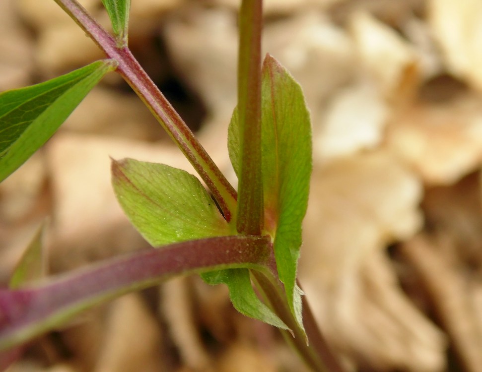 Изображение особи Lathyrus vernus.