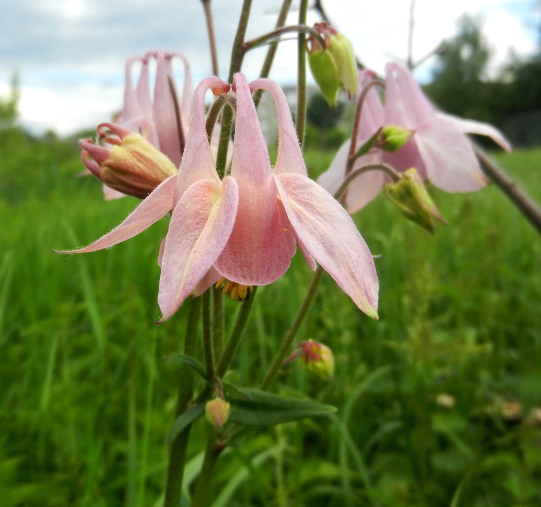 Image of Aquilegia vulgaris specimen.