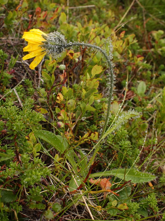 Image of Hieracium alpinum specimen.