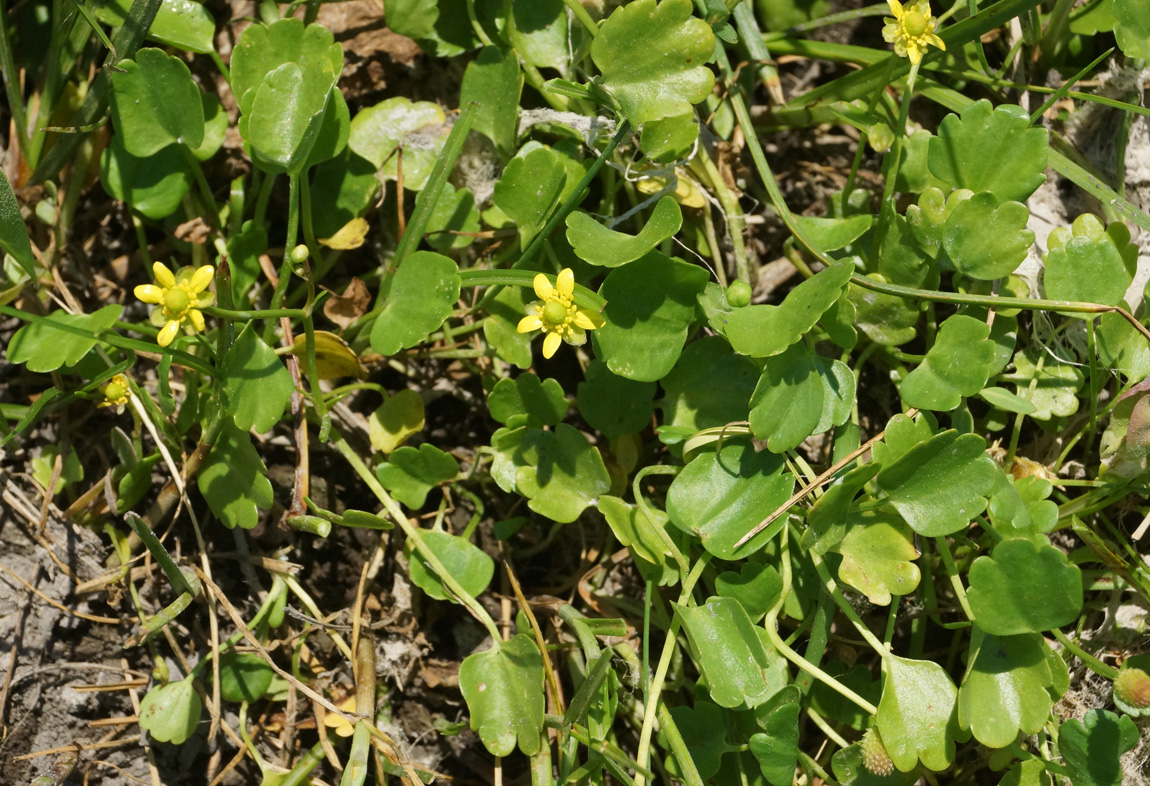 Image of Halerpestes sarmentosa specimen.