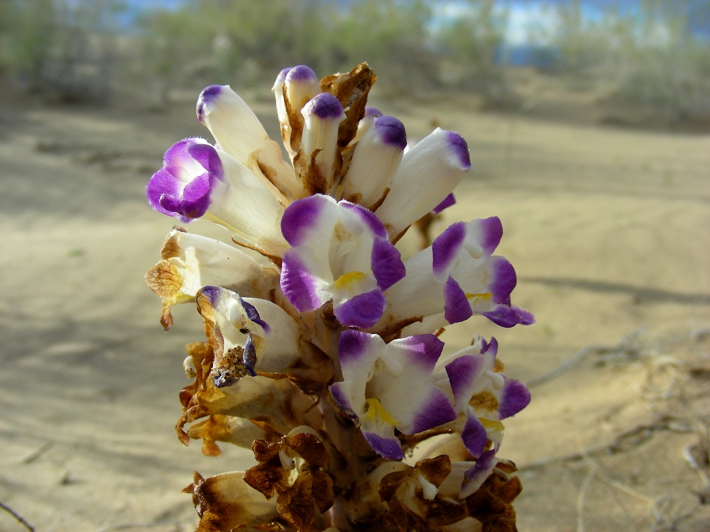 Image of Cistanche salsa specimen.