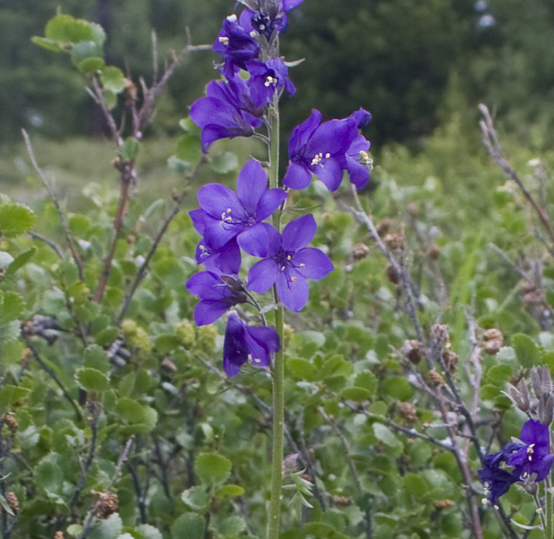 Image of Polemonium caeruleum specimen.