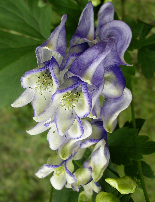 Image of Aconitum axilliflorum specimen.