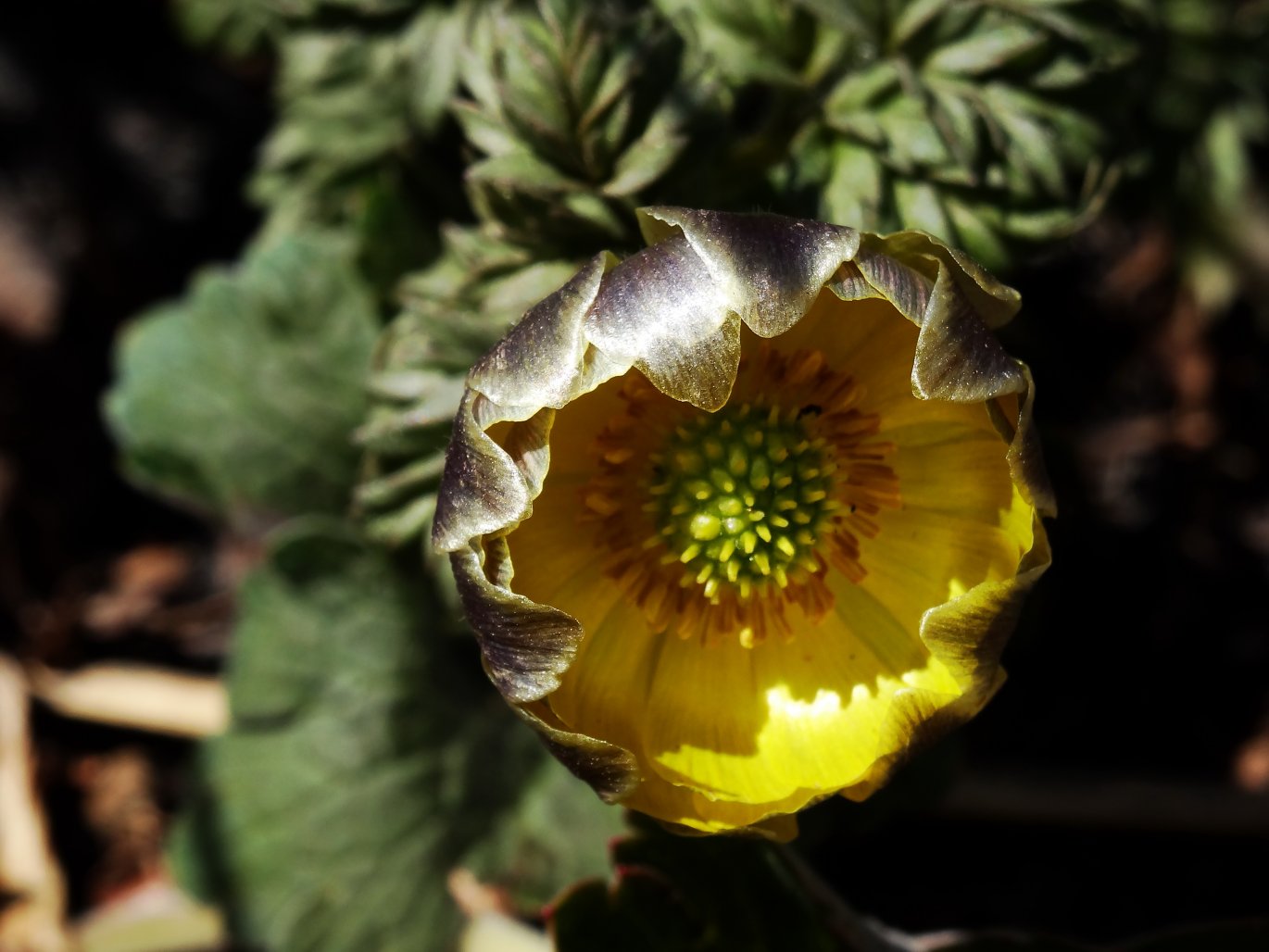 Image of Adonis amurensis specimen.