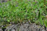 Marsilea aegyptiaca