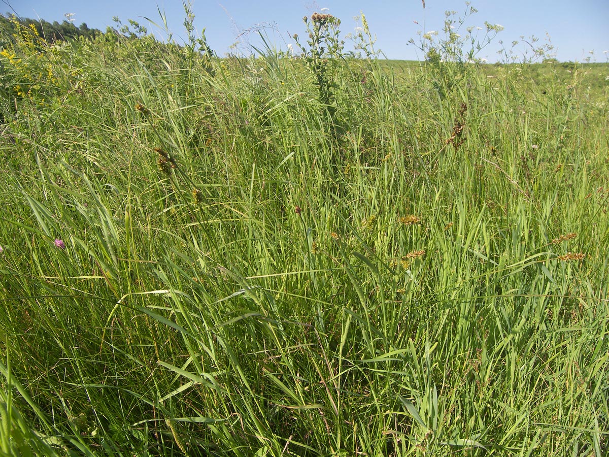 Image of genus Carex specimen.