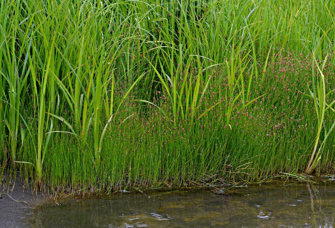 Изображение особи Juncus beringensis.