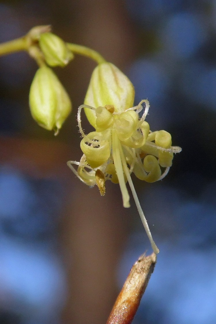 Image of Silene saxatilis specimen.