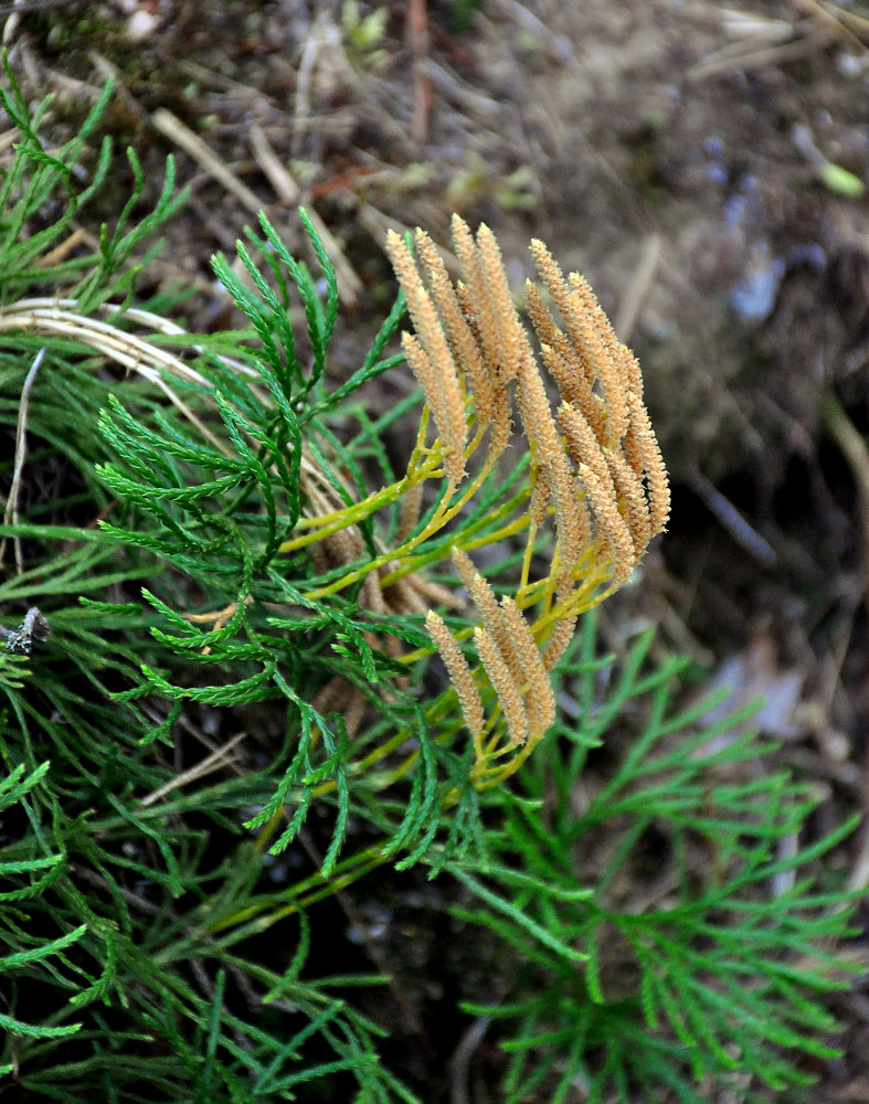 Image of Diphasiastrum complanatum specimen.