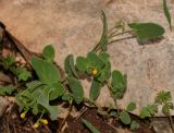 Coronilla scorpioides. Цветущее и плодоносящее растение. Израиль, Нижняя Галилея, г. Верхний Назарет, выположенная вершина горы, выс. 490 м н. у. м. 25.03.2014.