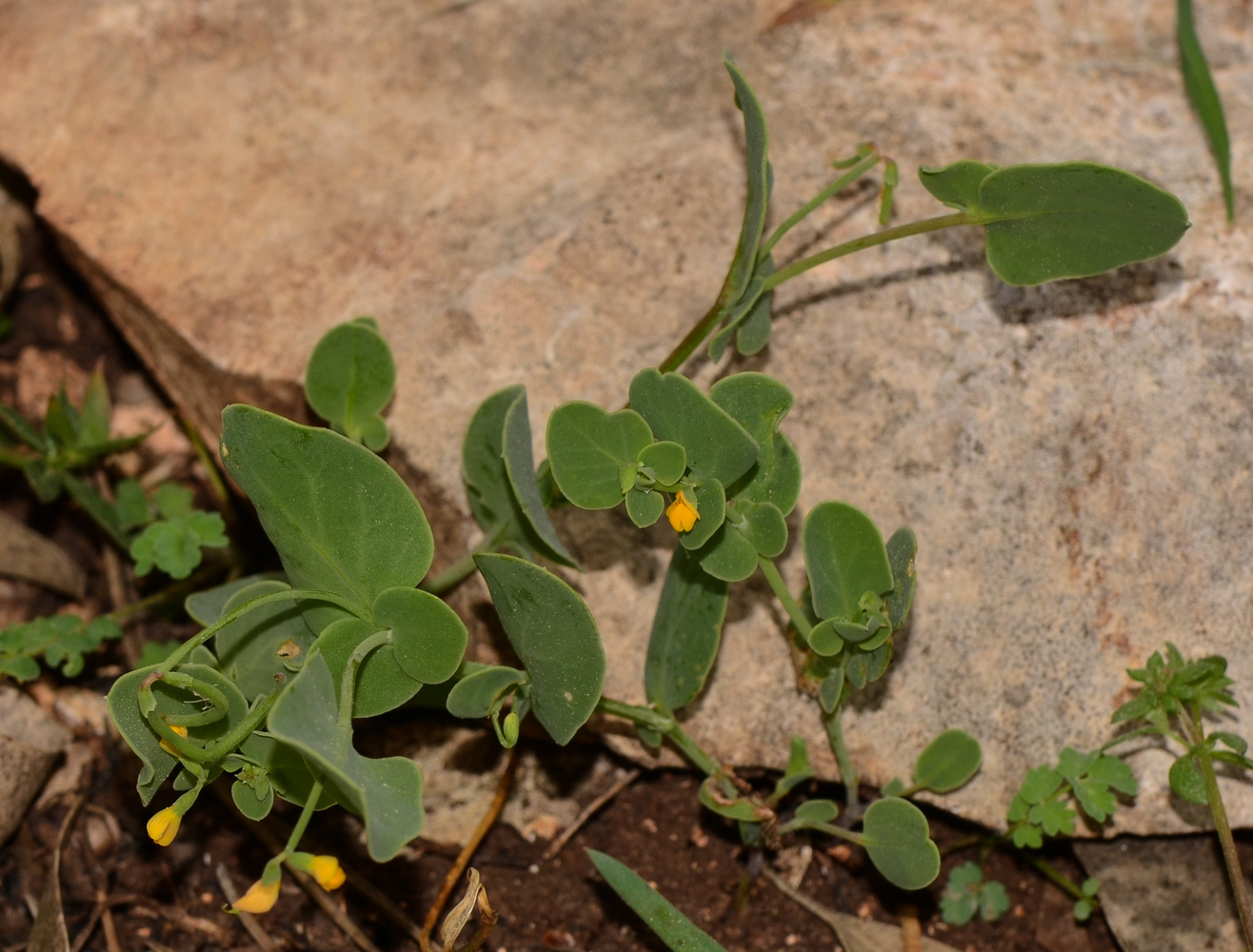 Image of Coronilla scorpioides specimen.