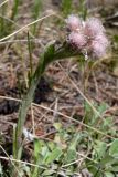 Antennaria dioica. Цветущее женское растение. Свердловская обл., окр. г. Североуральск, район скал Три Брата, опушка сосново-елового леса. 11.06.2008.