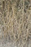 Eremopyrum orientale. Группа отмирающих растений. Саратов, р-н Телевышки, известняковый склон. 17.09.2016.