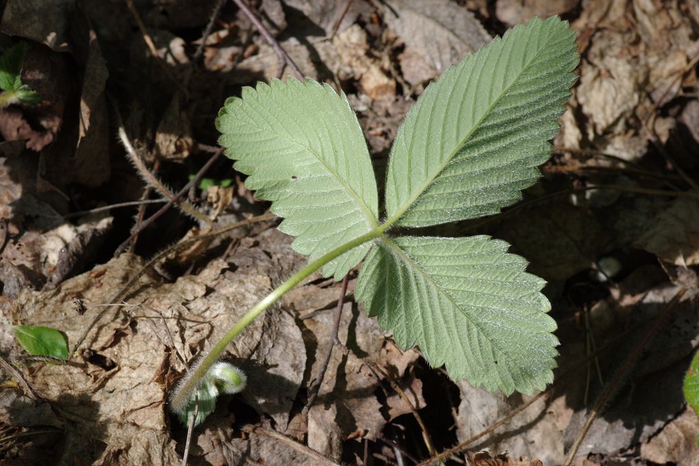 Image of Fragaria moschata specimen.