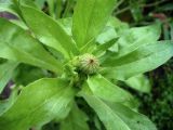 Calendula officinalis. Нераскрывшиеся соцветия и листья. Свердловская обл., окр. г. Североуральск, дачный участок. 03.09.2016.