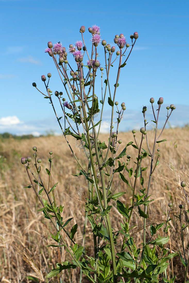 Image of Cirsium arvense specimen.