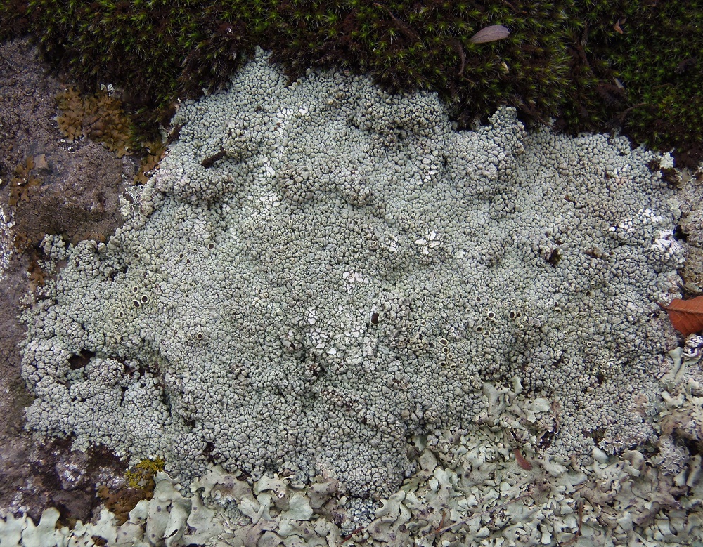 Image of familia Lecanoraceae specimen.