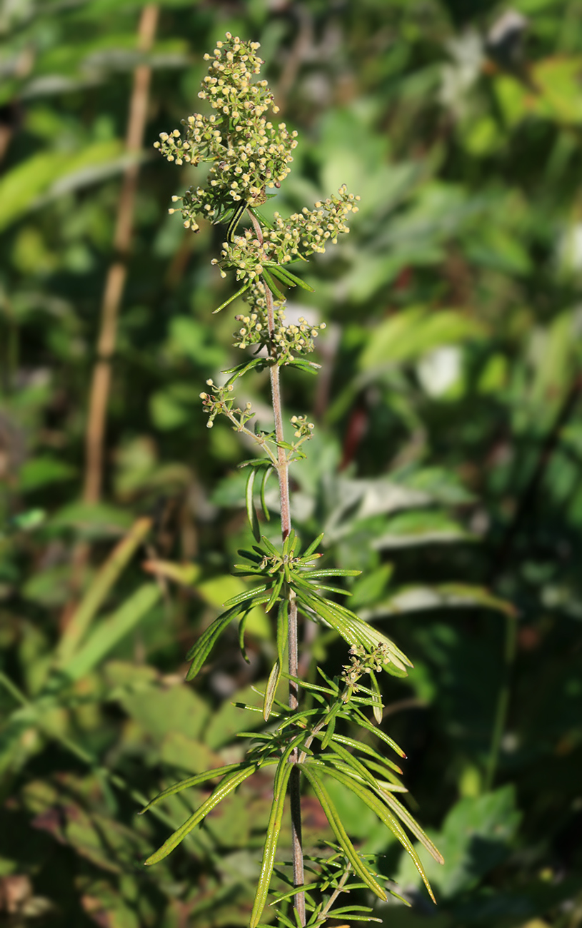 Image of Galium verum specimen.