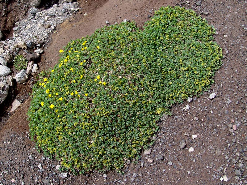 Изображение особи Sibbaldia semiglabra.